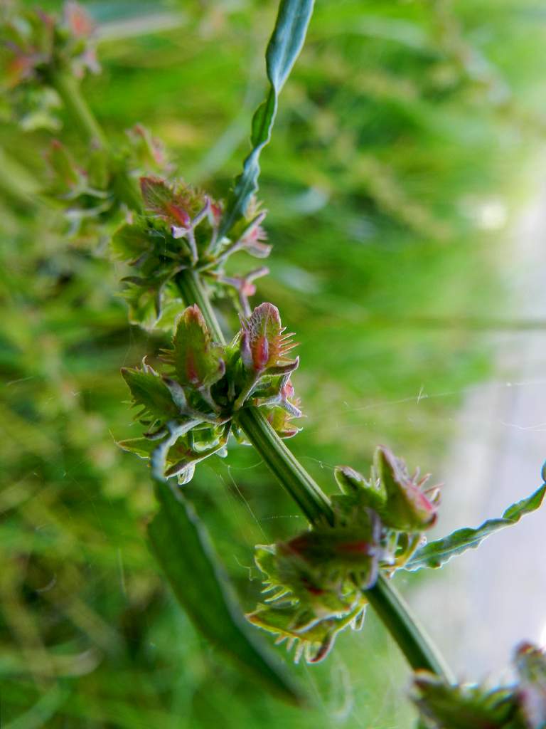 Rumex pulcher / Romice cavolaccio